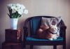 Limited Space, Big Love: Solutions for Cat Lovers in Tight Quarters