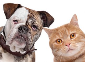 Help Your Pets Avoid the Threat of Fleas