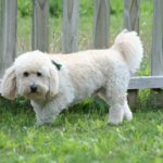 Have A Dog Who Wets Her Bed? Your Vet Can Help