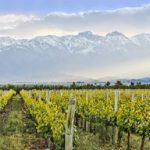 Dare to Pair Pinot and Plover on Vacation