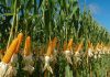 Earth-Friendly American Ethanol: An Important Success Story