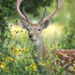 Spending time outside this spring comes with a caveat – check for ticks