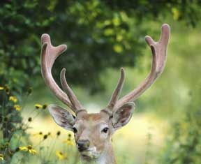 Spending time outside this spring comes with a caveat – check for ticks