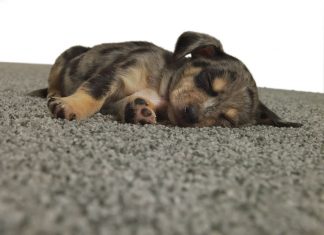 What’s Underfoot? Tips for Finding Pet-Friendly Carpeting