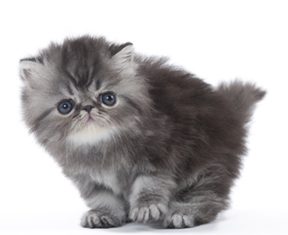 Cat’s Meow: Survey Says Owners Love, Misunderstand Feline Friends