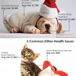 Is There a New Puppy or Kitten Under Your Tree This Year?