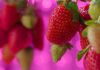 Automated Containers Make Organic Urban Farming Feasible