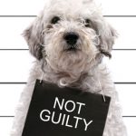 Turn a Bad Dog Into an Obedient Pooch