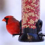 Tweety, It’s Cold Outside