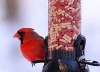 Tweety, It’s Cold Outside