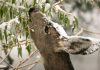 Your neighborhood deer are gearing up for winter – Get ready