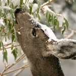 Your neighborhood deer are gearing up for winter – Get ready