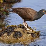 black-oystercatcher-2136073_1280