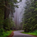 redwood-national-park-1587301_1280