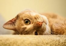 Three Surprising Ways to Save Money on Pet Care