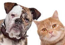 Help Your Pets Avoid the Threat of Fleas
