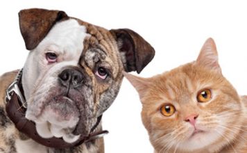 Help Your Pets Avoid the Threat of Fleas