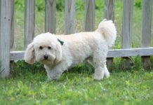 Have A Dog Who Wets Her Bed? Your Vet Can Help