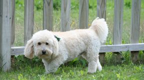 Have A Dog Who Wets Her Bed? Your Vet Can Help