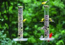 If you’re feeling stressed and anxious, research says: feed the birds