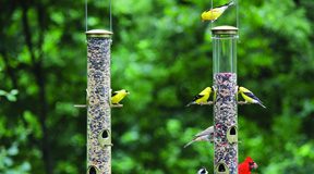 If you’re feeling stressed and anxious, research says: feed the birds