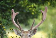 Spending time outside this spring comes with a caveat – check for ticks