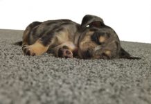 What’s Underfoot? Tips for Finding Pet-Friendly Carpeting