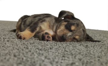 What’s Underfoot? Tips for Finding Pet-Friendly Carpeting