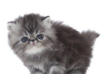 Cat’s Meow: Survey Says Owners Love, Misunderstand Feline Friends