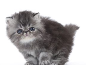 Cat’s Meow: Survey Says Owners Love, Misunderstand Feline Friends