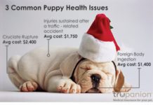 Is There a New Puppy or Kitten Under Your Tree This Year?