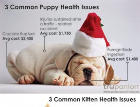 Is There a New Puppy or Kitten Under Your Tree This Year?