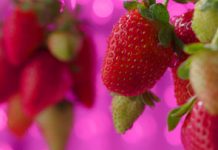 Automated Containers Make Organic Urban Farming Feasible