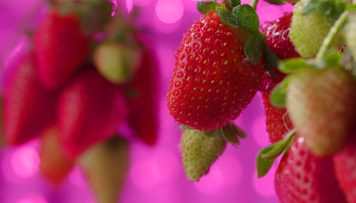 Automated Containers Make Organic Urban Farming Feasible