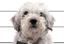 Turn a Bad Dog Into an Obedient Pooch