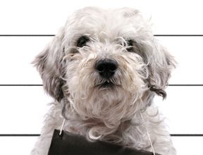 Turn a Bad Dog Into an Obedient Pooch