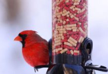 Tweety, It’s Cold Outside