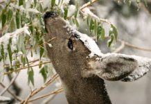 Your neighborhood deer are gearing up for winter – Get ready